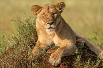 Obraz premium Beautiful lion lioness sitting on a mound of dirt in Serengeti National Park Tanzania Africa