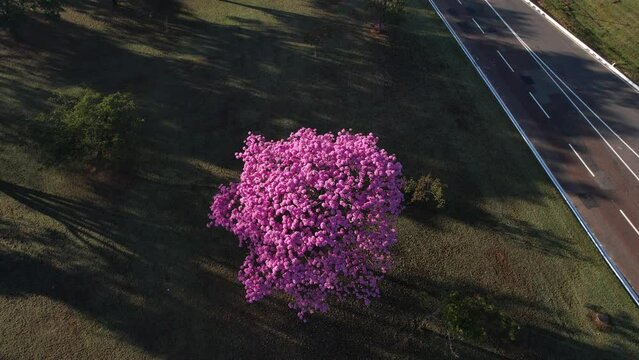 Florada dos Ip&ecirc;s nas tesourinhas de Brasilia - Brasil