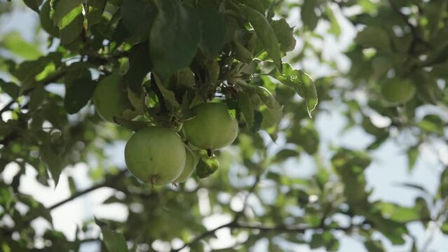 Slow motion handheld shot of big apples on apple tree with sun peeking through leaves