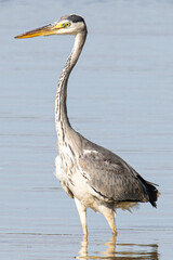 grey heron Ardea cinerea is a common bird in emporda girona catalunya spain