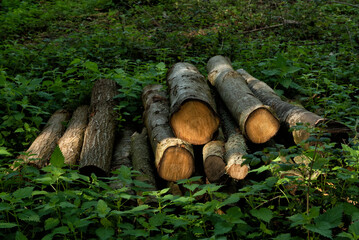 Pile of wood logs