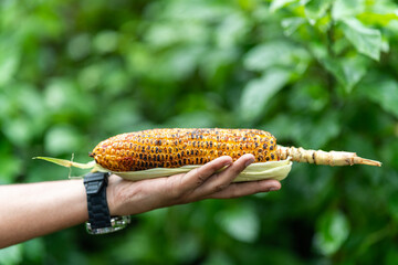 Holding roasted corn in his hand, fresh raw food