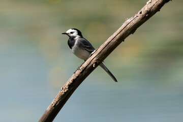 Bergeronnette grise,.Motacilla alba, White Wagtail