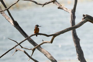 Martin pêcheur d'Europe,.Alcedo atthis, Common Kingfisher