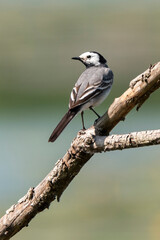 Bergeronnette grise,.Motacilla alba, White Wagtail