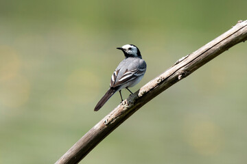 Bergeronnette grise,.Motacilla alba, White Wagtail