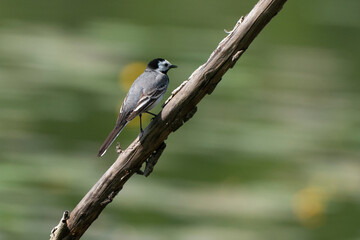 Bergeronnette grise,.Motacilla alba, White Wagtail