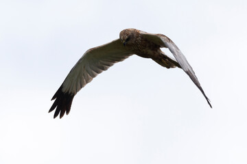 Busard des roseaux,.Circus aeruginosus, Western Marsh Harrier