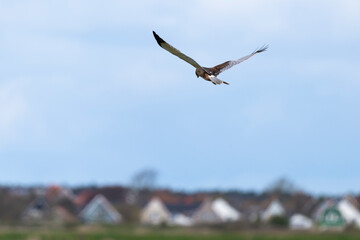 Busard des roseaux,.Circus aeruginosus, Western Marsh Harrier
