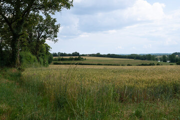 Champ, Blé,Campagne, , Sanxay, Vienne, 86, Region Nouvelle Aquitaine, France