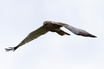 Busard des roseaux,.Circus aeruginosus, Western Marsh Harrier
