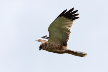 Busard des roseaux,.Circus aeruginosus, Western Marsh Harrier