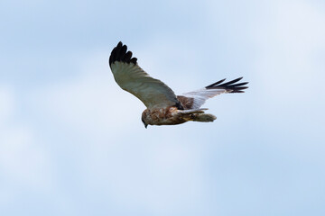 Busard des roseaux,.Circus aeruginosus, Western Marsh Harrier