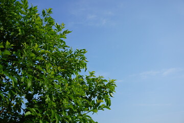 outdoor, beautiful, nature, green, sky, summer, blue, Green leaf, Natural background