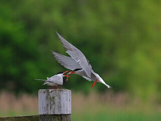Flying bird with fish in the beak feeding her chick 