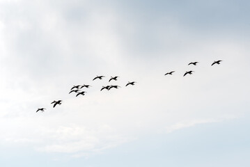 A Flock Of Canada Geese Flying During Fall Migration