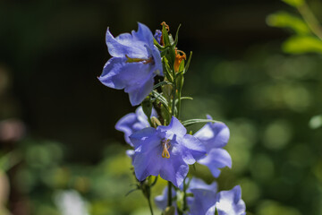 Bright blue bells on a dark background of foliage. Summer flowers. Blue bluebells in summer. The tall bells are pale blue in color. Bluebell flowers among green leaves.