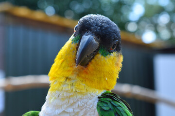 yellow and green parrot