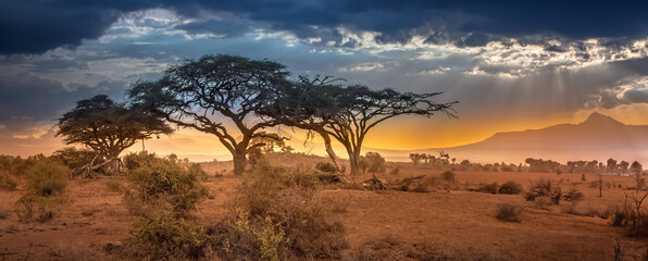 Evening in the African savannah. African Savannah. The foot of Mount Kilimanjaro. Savannah in the evening in Kenya.