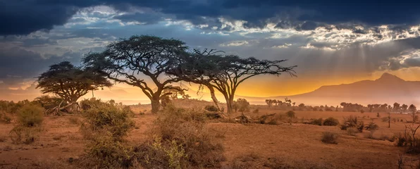 Fotobehang Nachtblauw Evening in the African savannah. African Savannah. The foot of Mount Kilimanjaro. Savannah in the evening in Kenya.  © Grispb