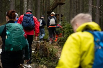 tourists go up the forest