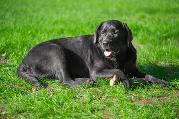 Black labrador retriever dog lies on green grass. Portrait of a thoroughbred dog.