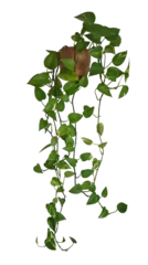 Fotobehang Plante retombante ou suspendue. Feuillage comme philodendron, potos lierre dans un pot en céramique marron  © Olivia_cne