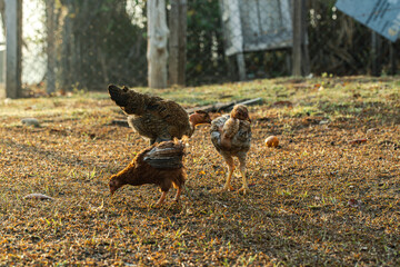 The Corumbiara State Park, in Rondonia, Brazil, brings together a unique biodiversity in three biomes: Pantanal, Amazon and Cerrado.