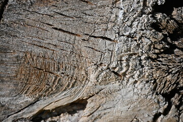 Old wood texture, gray wood texture, gray wood background, cracked timber texture, gray textured...