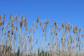 Obraz premium Cañas de la Albufera con cielo azul 