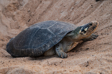 The Arrau turtle (Podocnemis expansa), also known as the giant South American turtle.is the largest of the side-neck turtles and the largest freshwater turtle in Latin America.