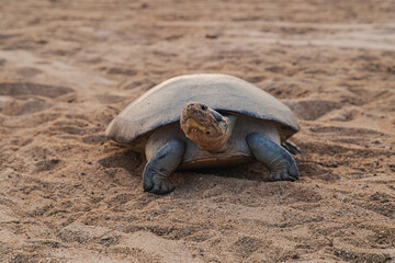 The Arrau turtle (Podocnemis expansa), also known as the giant South American turtle.is the largest...