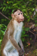 Smiling Monkey