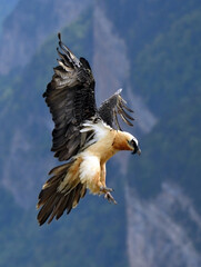 quebrantahuesos adulto  en vuelo en el pirineo aragones