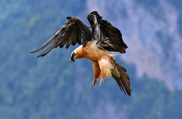 quebrantahuesos adulto  en vuelo en el pirineo aragones