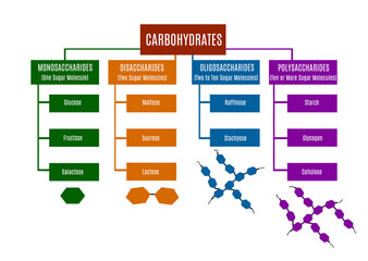 Classification of the various types of carbohydrates. Instructional scheme