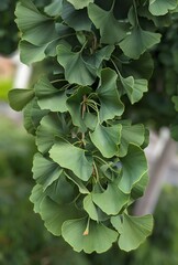 closeup of ginkgo biloba plant leaves in Muir Woods National Monument redwoods forest