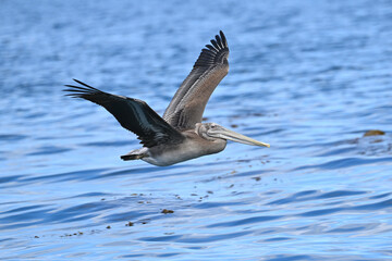 Brown pelican skims over ocean surface.