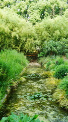 Surface d'un ruisseau d'eau avec de la moussé végétale, réflexion d'images, temps de pluie,...