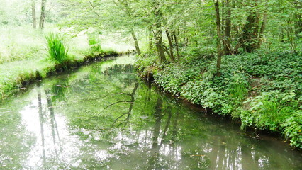 Surface d'un ruisseau d'eau avec de la moussé végétale, réflexion d'images, temps de pluie, effet lumineux soleil et reflets de pluie, dans une végétation et de la verdure bien verdoyante, phénomène