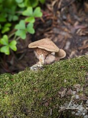 panus conchatus mushroom in the Muir Woods National Monument forest