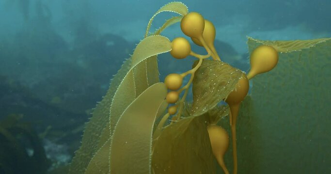 Apical end of young growing kelp plant.