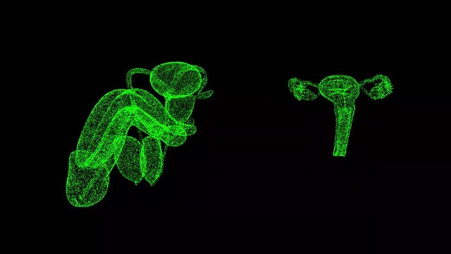 3D Male and female genitals rotates on black bg. Reproductive system human body. Object dissolved flickering particles. Scientific medical concept. For title, text, presentation. 3d animation 60 FPS