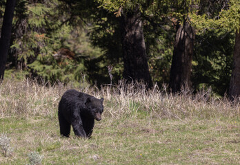 Black Bear in Yellowstone National Park In spring