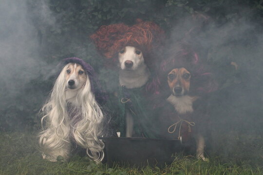 Hocus Pocus Dogs