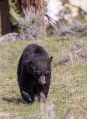 Black Bear in Yellowstone National Park In spring