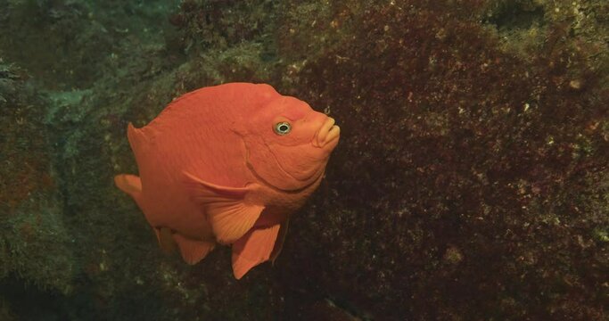 Male garibaldi tending to his egg mass.