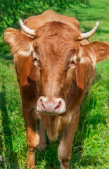 cow close-up on a blurred green background