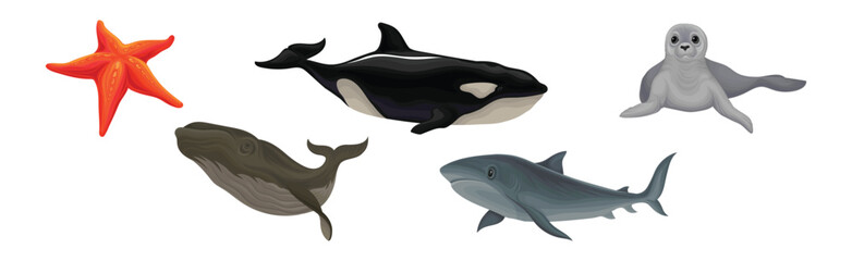 Marine Habitant with Orca Whale, Fur Seal, Starfish and Shark Vector Set