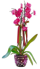 leafy and flowered pink orchid plant in pot on transparent background